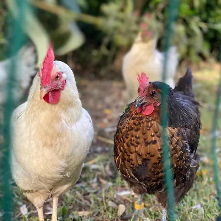 Boutique Le Faucon 3* Valkenburg aan de Geul