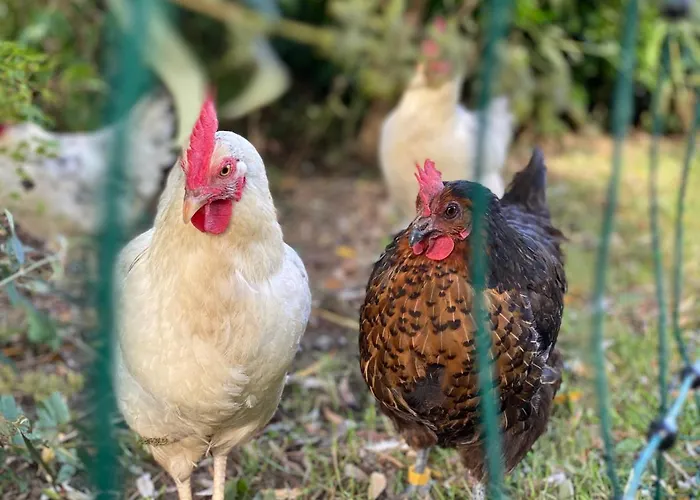 Boutique Le Faucon 3* Валкенбург